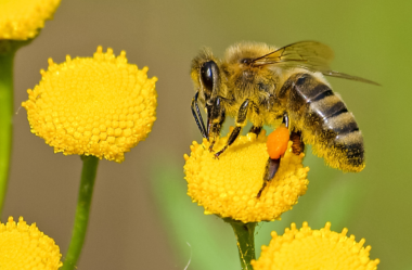 Aterpelin C no Própolis: O Poder Medicinal da Natureza